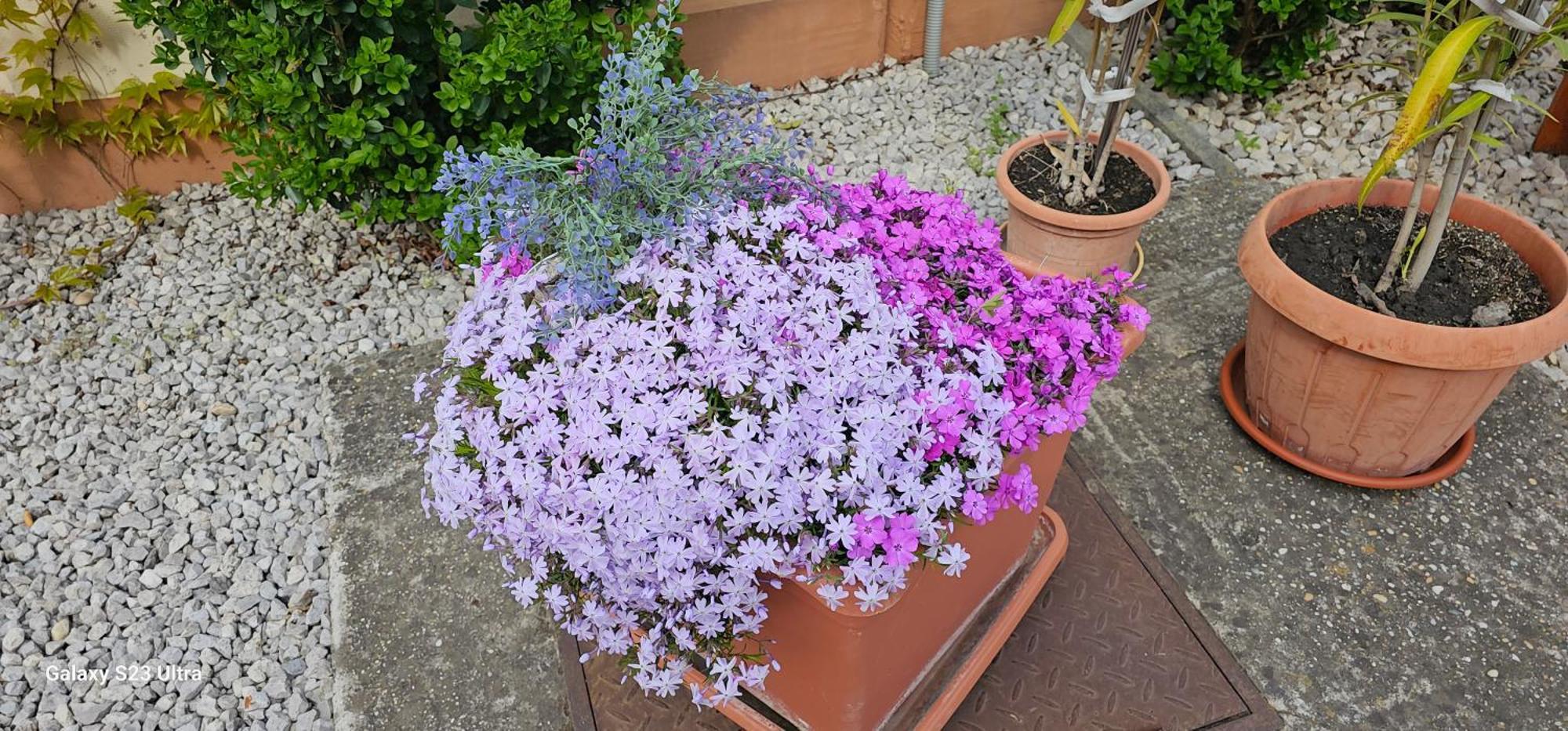 Apartmanovy Dom Flora Veľký Meder Exteriör bild